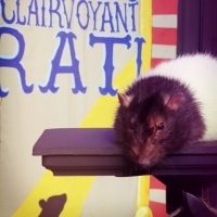 THE RAT MENTALIST Comes to Hollywood Fringe Photo