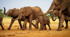 BBC America Presents WILD LIFE WEEK Image