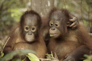 Smithsonian Channel Announces New Docuseries ORANGUTAN JUNGLE SCHOOL Image