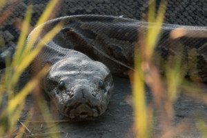 Smithsonian Channel Presents New Series QUEEN OF THE PYTHONS Image
