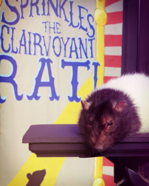 THE RAT MENTALIST Comes to Hollywood Fringe Image