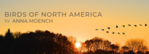 Experience BIRDS OF NORTH AMERICA Outdoors At Theater With A View Image