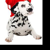 Washington DC Run of 101 DALMATIANS Postponed Until October 2010