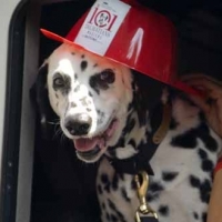 Photo Coverage: 101 DALMATIONS Arrives in New York City