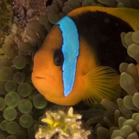 Disneynature’s OCEANS to Debut at El Capitan Theatre, 4/22-5/23 Video