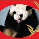 EarthCam Presents Live Webcast of Zoo Atlanta's New Panda Video