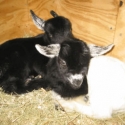 Baby Goats Arrive At NarroWay For THE FOURTH CROSS 1/8
