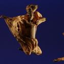 THE LION KING Opens Tonight At Orange County Performing Arts Center, Runs Thru 6/13