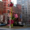 Will Ryman's Roses Bloom On Park Avenue  Video