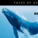 FACES OF OUR PLANET Series Returns To Mystic Aquarium Institute 2/11 Video