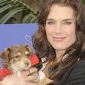 Photo Coverage: Cindy Crawford Hosts Propel Zero to 1000 Celebrity Dog Walking Event Video