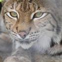 The Staten Island Zoo Welcomes A Eurasian Lynx Video