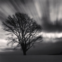 Gallery Kong Displays Michael Kenna's 'Philosopher's Tree' 