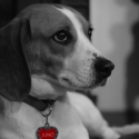 Broadway Dinner Theatre's NINE Brings Appearance from Juno the Rescue Beagle, 4/11