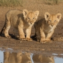 El Capitan Celebrates Earth Day With AFRICAN CATS, 4/22