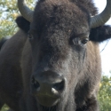 Staten Island Zoo Features Bison & More in August