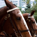 Photo Coverage: WAR HORSE Fan Ticket Giveaway in Toronto Video