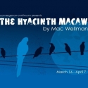 convergence-continuum to Present the Ohio Premiere of THE HYACINTH MACAW Video