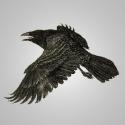 Shadowbox Productions Presents BLACKBIRD, Beginning 4/11