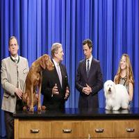 VIDEO: Westminster's Top Breeds Visit LATE NIGHT WITH SETH MEYERS Video