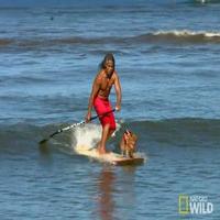 VIDEO: Sneak Peek - Season Finale of Nat Geo Wild's ALOHA VET, Airing Tonight