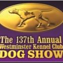137th Annual Westminster Kennel Club Dog Show Returns to Madison Square Garden, 2/11  Video