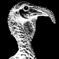 THE TURKEYS to Play the Brave New Workshop March 13-14