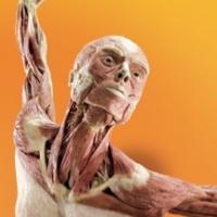 Discovery Times Square Opens BODY WORLDS: PULSE Exhibit Today Video