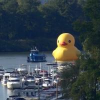 Video: Giant Rubber Duck Makes U.S. Debut for    Pittsburgh Cultural Trust's Pittsbur Video