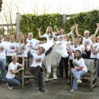 Oxen to Stampede Into Hopewell Valley in a New Way to Celebrate Art; Meeting 10/30 Video