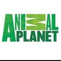 Animal Planet Debuts New Adventure Series ALASKA: BATTLE ON THE BAY Tonight Video