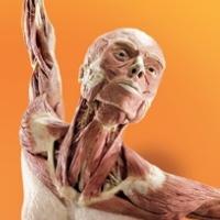 Discovery Times Square to Premiere BODY WORLDS: PULSE This Spring Video