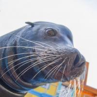 BWW Reviews: Heading Back to School with SeaWorld Orlando's SEA LION HIGH