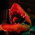 BWW Reviews: THE LITTLE SHOP OF HORRORS at Broadway Rose, a Well-Casted, 1950s B-Movie Romp