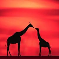 Monkey Baa Theatre Company Presents Z FOR GIRAFFE, 21-24 Jan