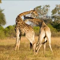 LA Zoo Director to Lead Wildlife-Focused Botswana Vacation, May-June 2014 Video
