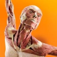 Discovery Times Square to Premiere BODY WORLDS: PULSE This Spring Video