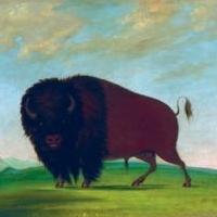 George Catlin's American Buffalo Exhibition Debuts at National Museum of Wildlife Art Video