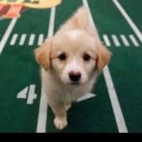 Fresh Patch Promotes Animal Planet Puppy Bowl on February 3rd as Super Bowl Alternati Video