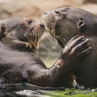 LA Zoo tO Host SEX & THE CITY ZOO, 2/7 Video