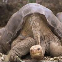 VIDEO: Pinta Island Tortoise Lonesome George Arrives at AMNH in NYC Video
