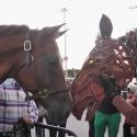 Photo Flash: WAR HORSE Cast Makes Appearance at Citi Field! Video