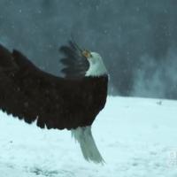 BBC America Premieres New Series WILD ALASKA Tonight