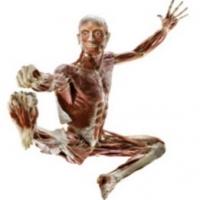 BODY WORLDS:  PULSE Tickets Now On Sale Video