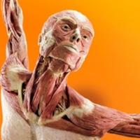 Discovery Times Square's BODY WORLDS: PULSE Exhibition On Sale Now Video