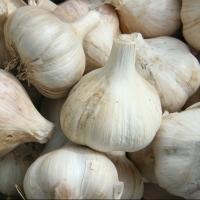 NATIONAL GARLIC DAY 4/19