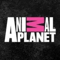 MY CAT FROM HELL Returns to Animal Planet, 4/4