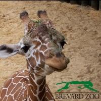Brevard Zoo and King Center Join Forces for the Arts Video