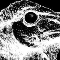 The Turkeys Come to ETC Theatre This Weekend