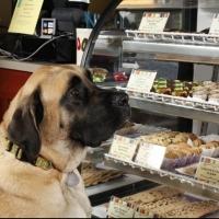 Three Dog Bakery Honors Returning Military With Veteran's Day Promotion